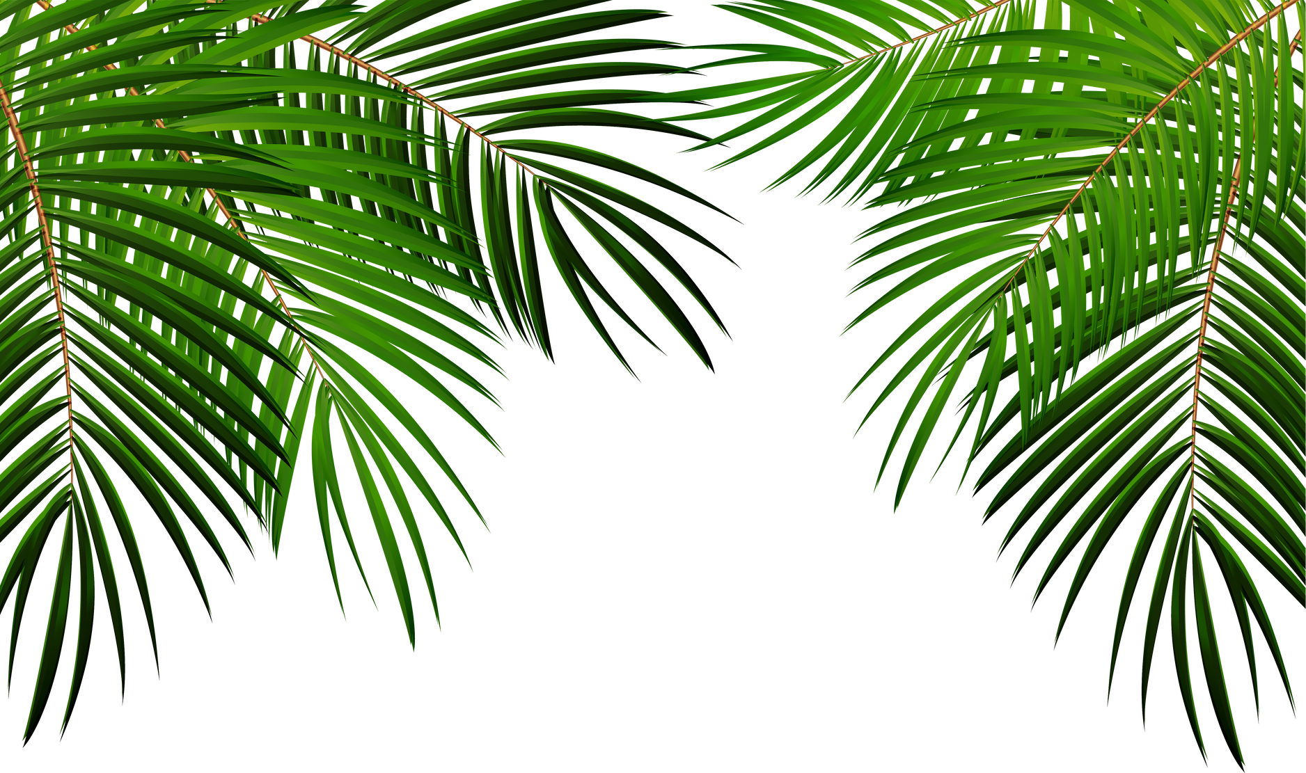 Palm Leaves Illustration
